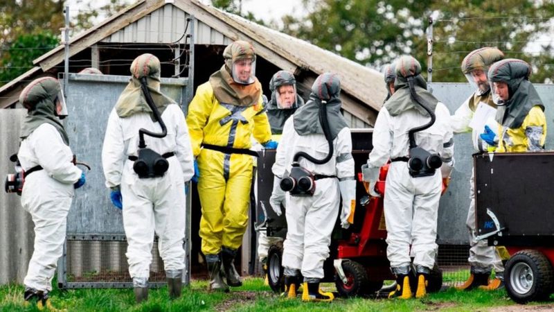 Coronavirus: Denmark imposes lockdowns amid mink covid fears