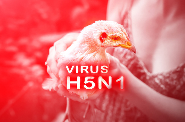 Human infection with avian influenza A(H5N1) viruses