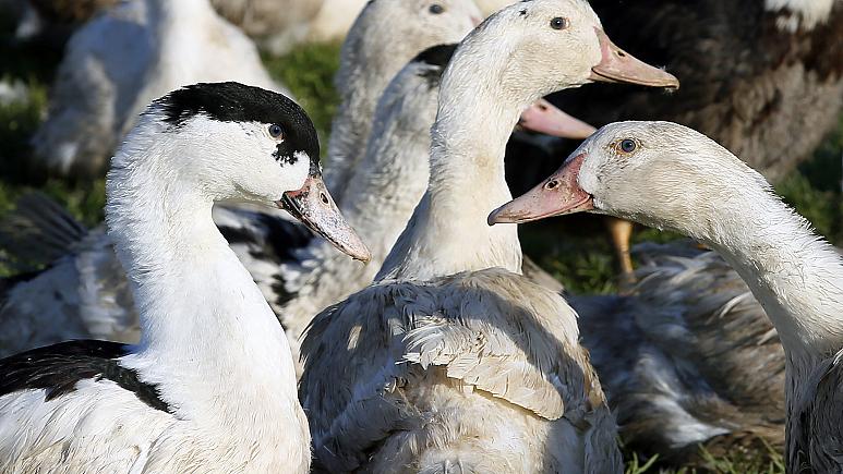 At least 200,000 ducks culled in France amid bird flu outbreak