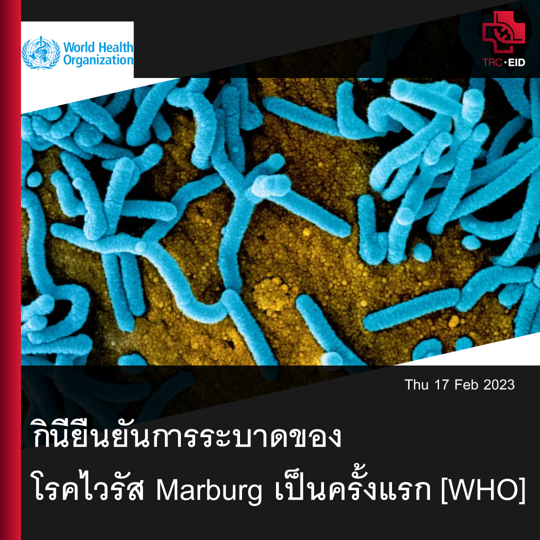 กินียืนยันการระบาดของโรคไวรัส Marburg เป็นครั้งแรก [WHO]