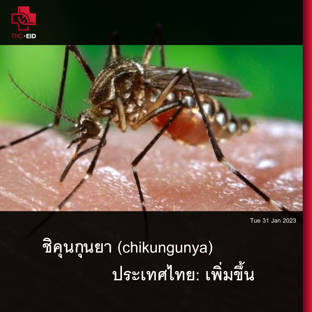 ชิคุนกุนยา (chikungunya) - ประเทศไทย: เพิ่มขึ้น